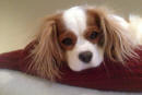 Robyns Beloved Dog Maisie Visits Owen Sound